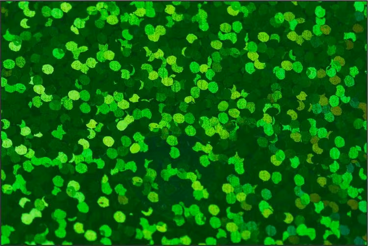 Holographic Grön - 1904