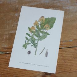 Florabild - Sommargyllen