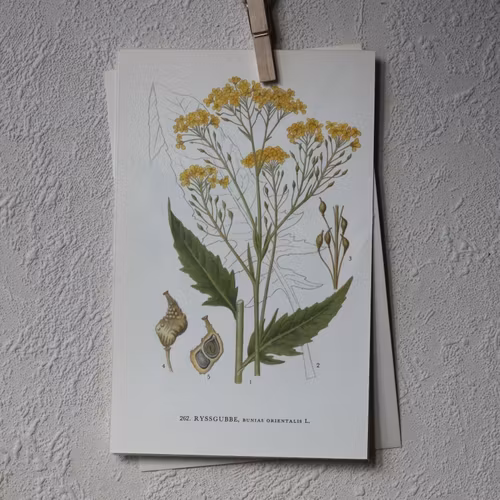 Florabild - Ryssgubbe