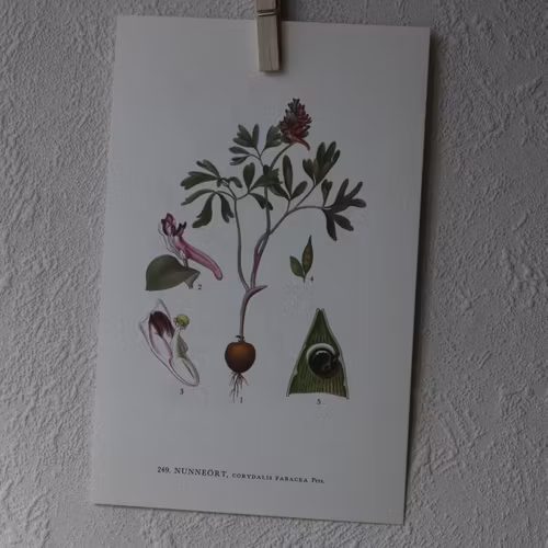 Florabild - Nunneört