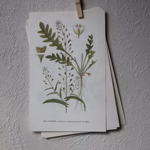 Florabild - Lomme