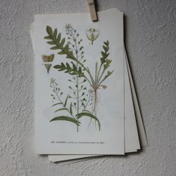 Florabild - Lomme