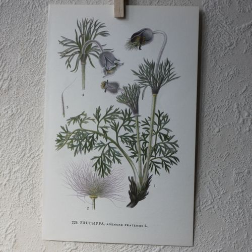 Florabild - Fältsippa