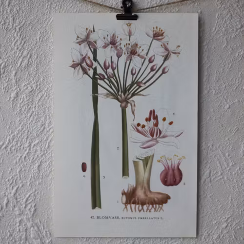 Florabild - Blomvass