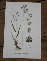 Florabild - Darrgräs