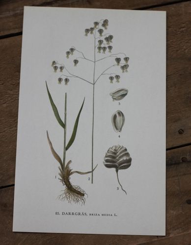Florabild - Darrgräs