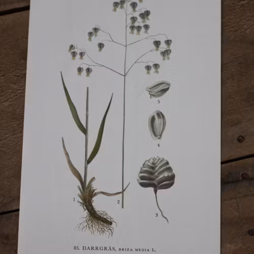 Florabild - Darrgräs