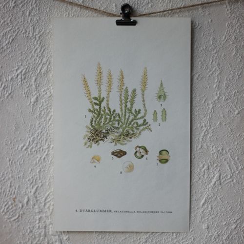 Florabild - Dvärglummer