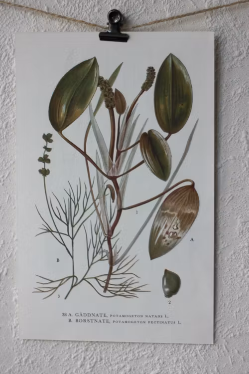 Florabild - Gäddnate, Borstnate
