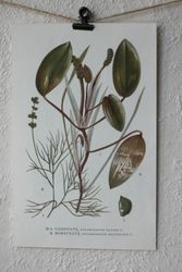 Florabild - Gäddnate, Borstnate