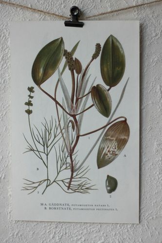 Florabild - Gäddnate, Borstnate