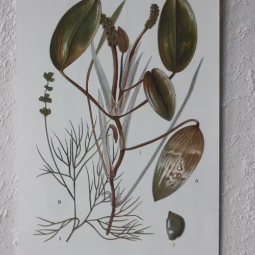 Florabild - Gäddnate, Borstnate