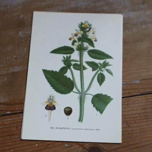 Florabild - Hampdån