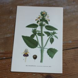 Florabild - Hampdån