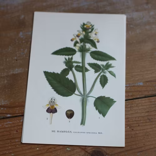 Florabild - Hampdån