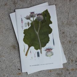 Florabild - Kardborre