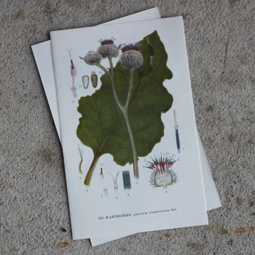 Florabild - Kardborre