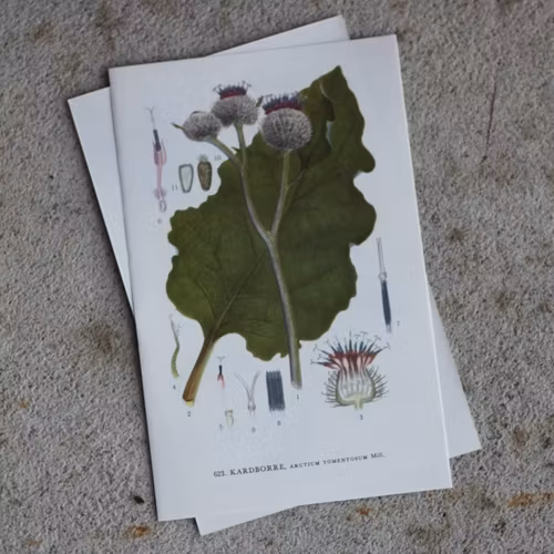Florabild - Kardborre