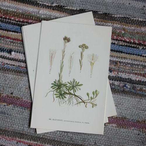 Florabild - Kattfot