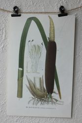 Florabild - Kaveldun