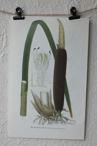 Florabild - Kaveldun