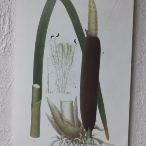 Florabild - Kaveldun