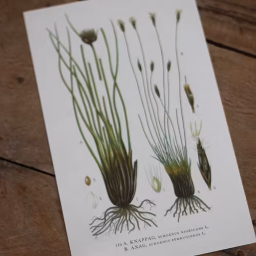 Florabild - Knappag, Axag