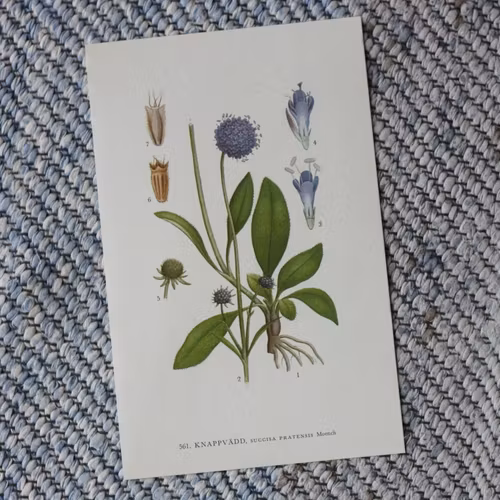 Florabild - Knappvädd