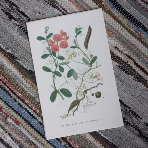 Florabild - Knölvial