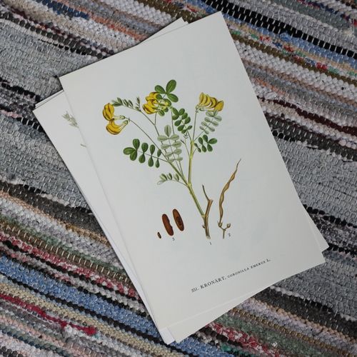 Florabild - Kronärt