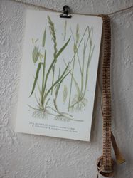 Florabild - Kvickrot, Strandvete