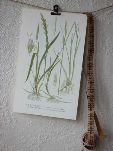 Florabild - Kvickrot, Strandvete