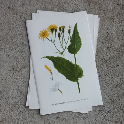 Florabild - Kärrfibbla