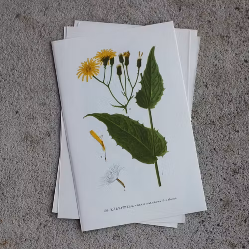 Florabild - Kärrfibbla