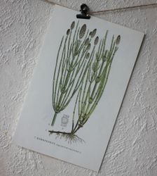 Florabild - Kärrfräken
