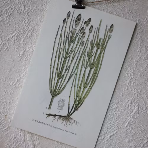 Florabild - Kärrfräken
