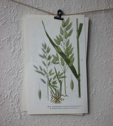 Florabild - Luddlosta, Råglosta