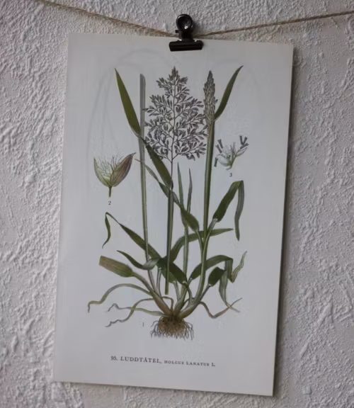 Florabild - Luddtåtel