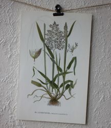 Florabild - Luddtåtel