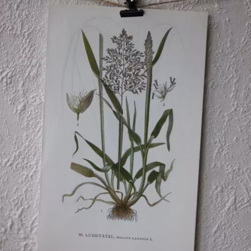 Florabild - Luddtåtel