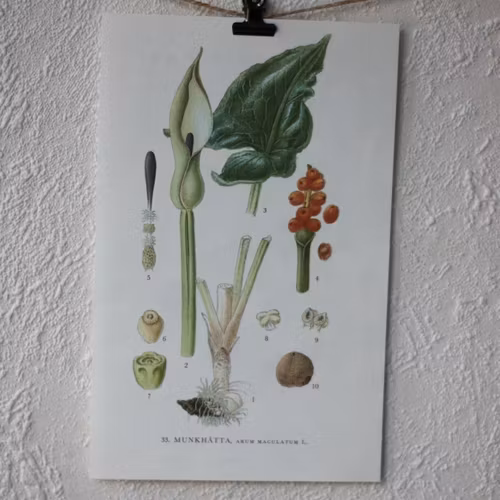 Florabild - Munkhätta