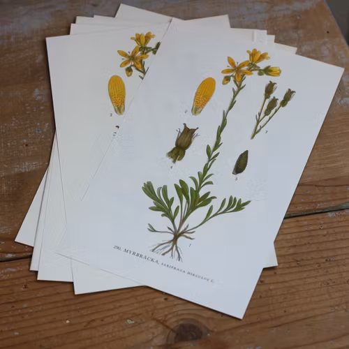 Florabild - Myrbräcka