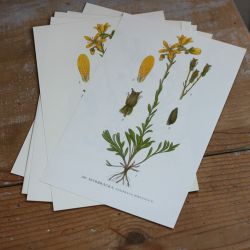 Florabild - Myrbräcka
