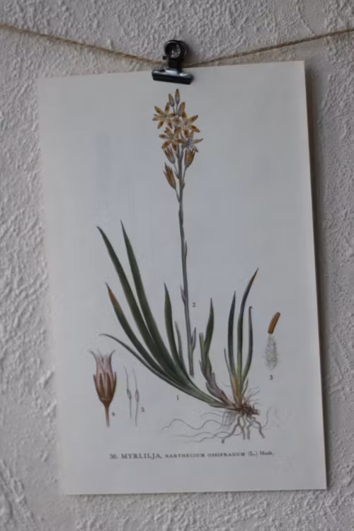 Florabild - Myrlilja