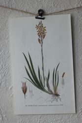Florabild - Myrlilja