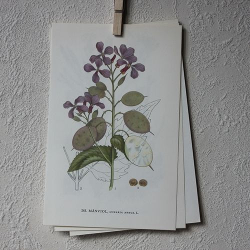 Florabild - Månviol