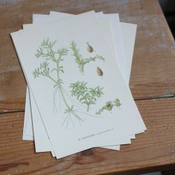 Florabild - Natesärv
