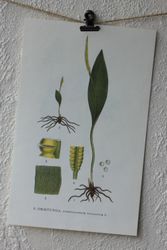 Florabild - Ormtunga