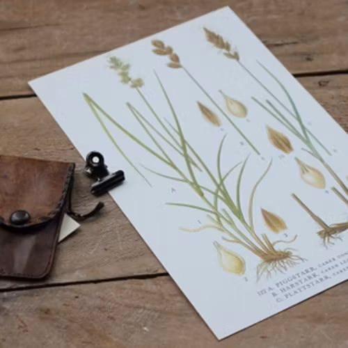 Florabild - Piggstarr, Harstarr, Plattstarr