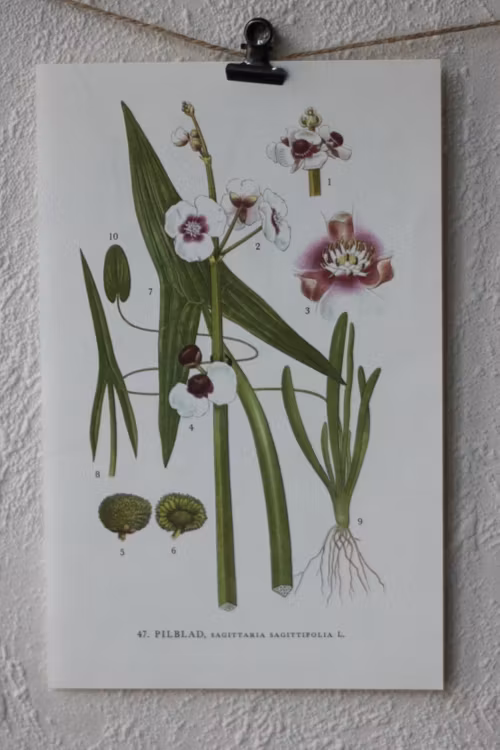 Florabild - Pilblad